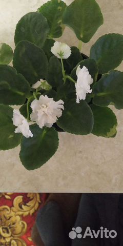 Фиалка в горшках