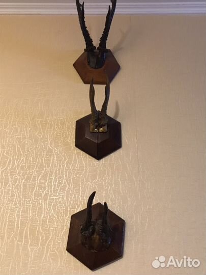 Рога косули