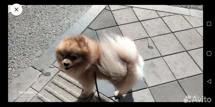 Шпиц вязка Бесплатно с инструктором