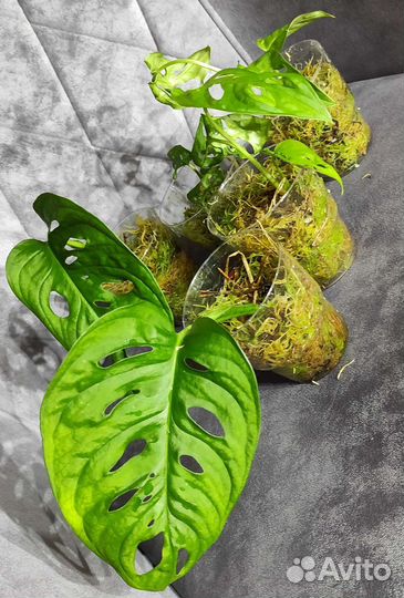 Монстера Адансони большелистная