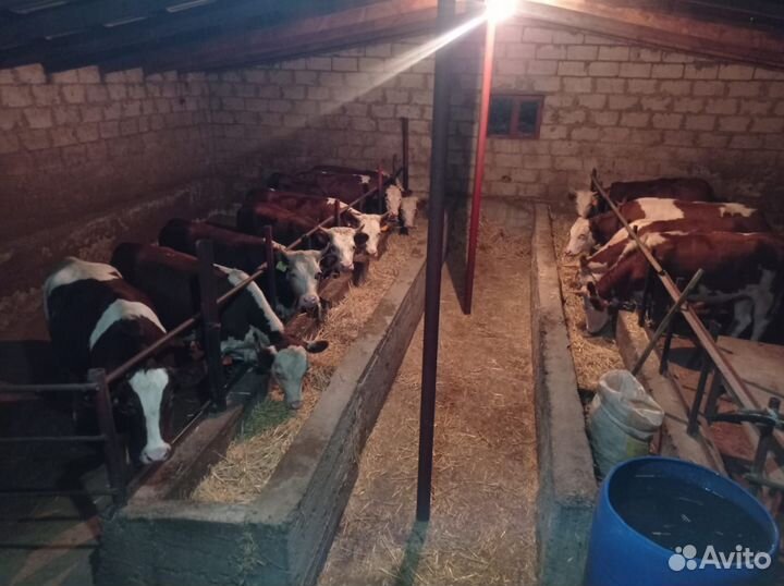 Телки на мясо