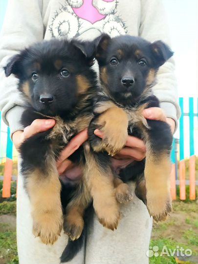 Щенки немецкой овчарки