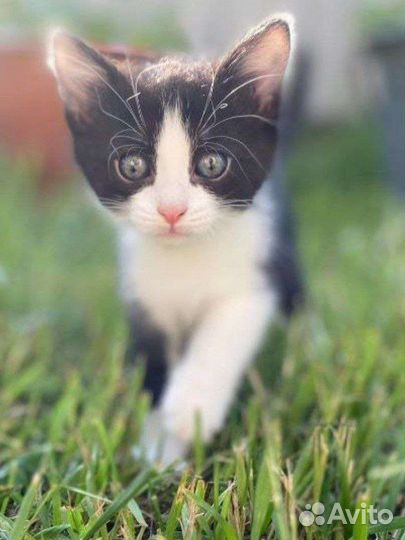 Котенок мальчик