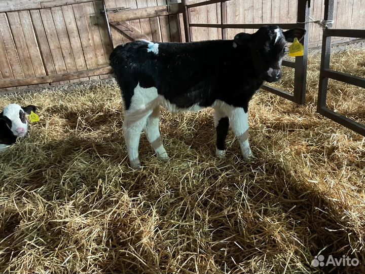 Бычки от месяца