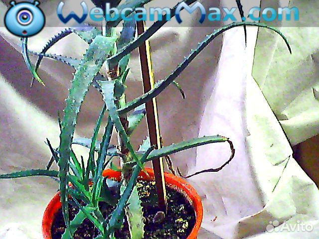 Алое, агава, золотой ус