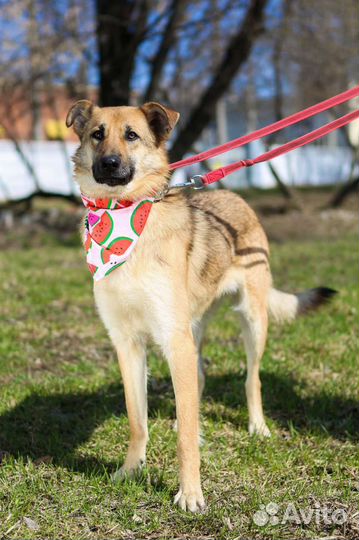 Собака из приюта бесплатно