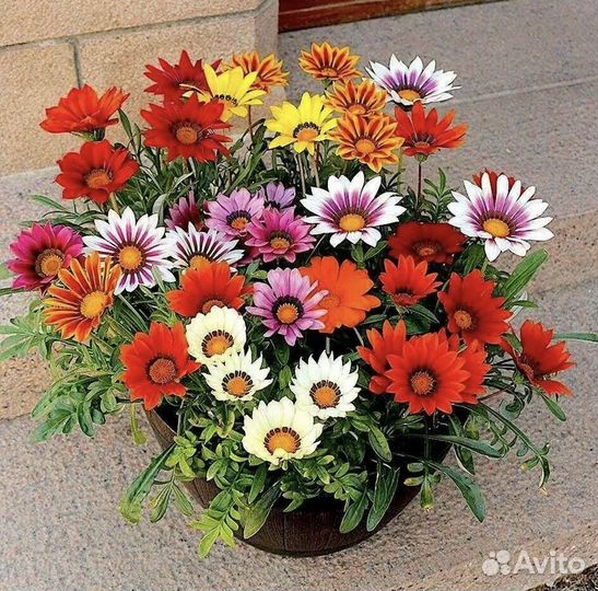 Рассада гацания