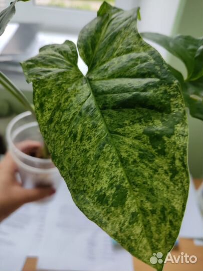 Сингониум три короля и др