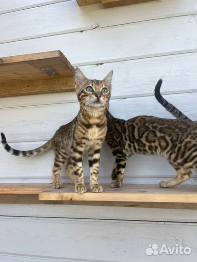 Бенгальская кошка
