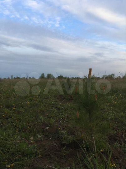 Участок 60 сот. (ИЖС)