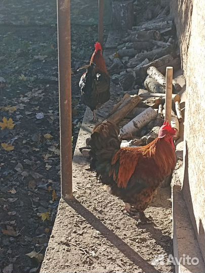 Молодые петухи