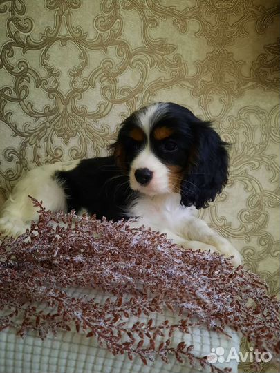 Мальчик кавалер