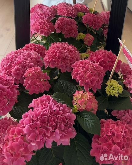 Гортензия/ букет из гортензии