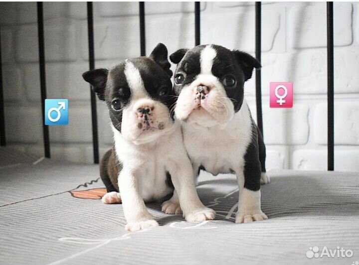 Boston terrier puppy