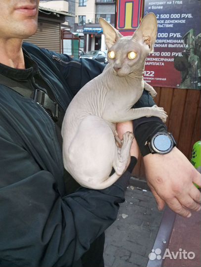 Канадский сфинкс