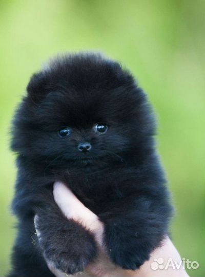 Померанский щпиц