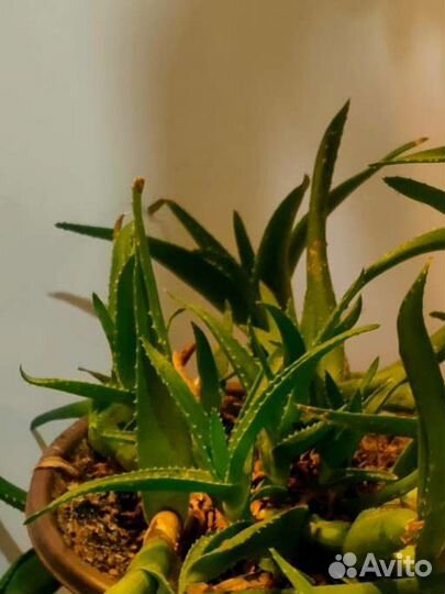 Комнатные растения