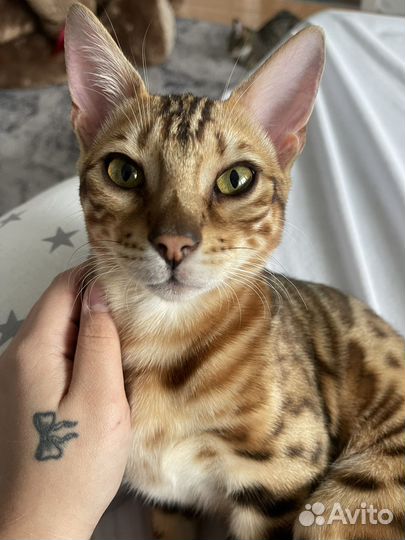 Котик Бенгальский вязка