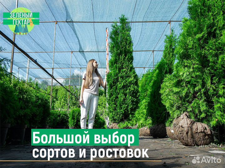 Туи брабант 1,4 м свежая копка 2023