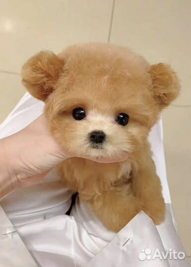 Тикап тедди пудель китай