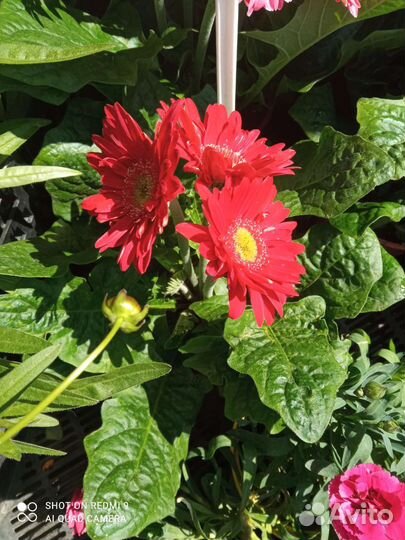 Рассада цветов