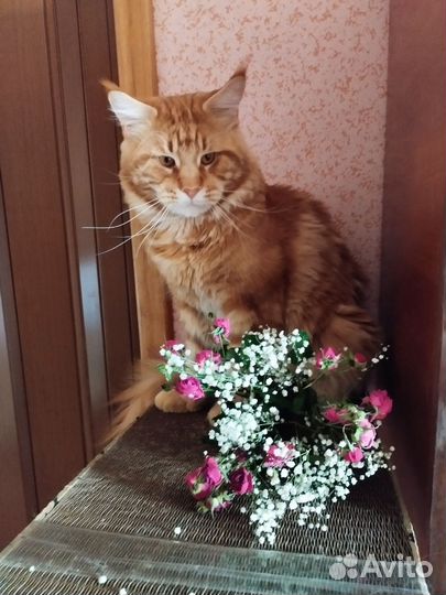 Кот мейн-кун вязка