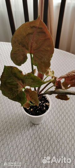 Сингониумы