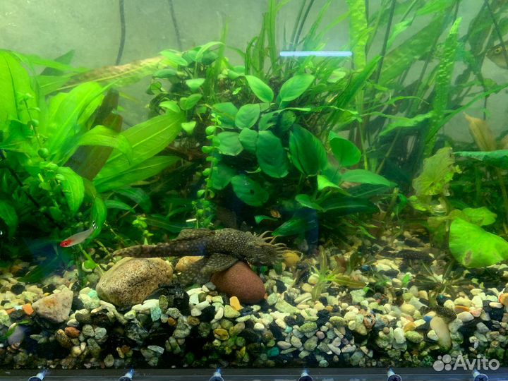 Аквариум с растениями и рыбками