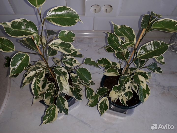 Фикусы твилайт