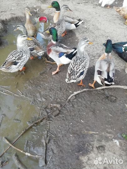 Утка кряква