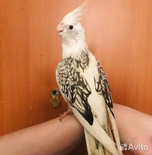 Попугай корелла альбинос