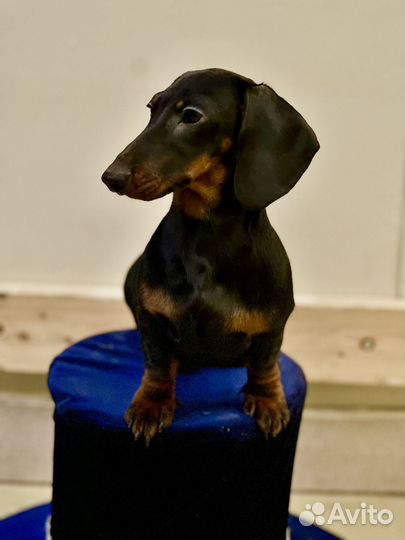 Кроличья такса гладкошерстная