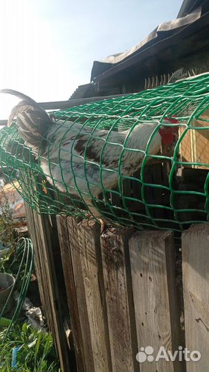 Продам петухов