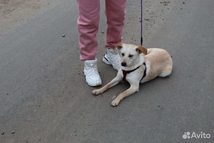 Пес для дома