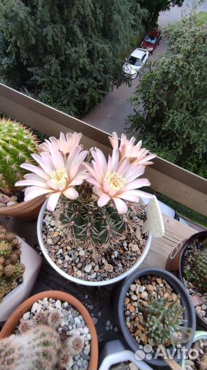 Кактусы, мамилярия, гимнокалициум, кротон