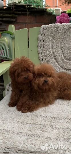 Тикап тедди пудель