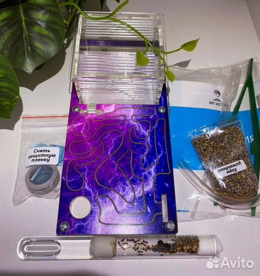 Муравьиная ферма формикарий