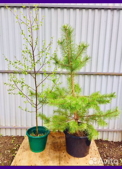 Ели Сосны Березы саженцы с доставкой