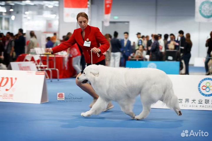 Профессиональный хендлер