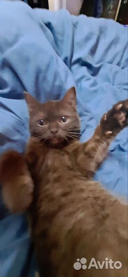 Кошки