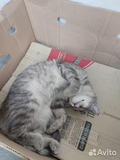 Котики бесплатно