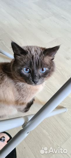 Котик ищет семью