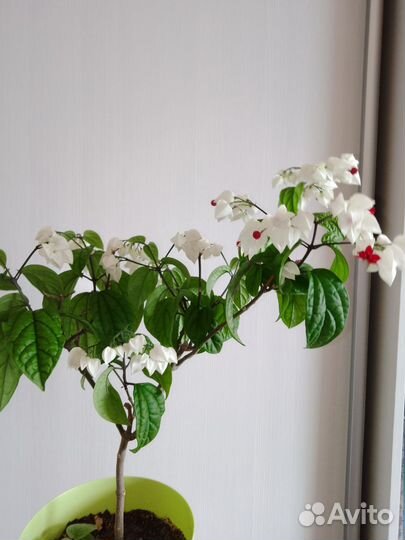 Клеродендрум госпожи томпсон