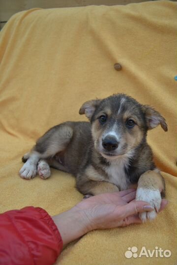 Симатяшка щенулька