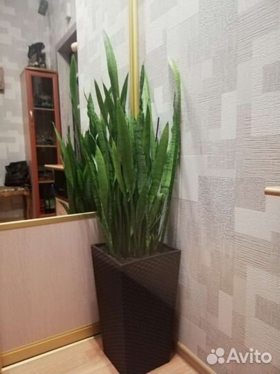 Большой цветочный горшок. Кошпо