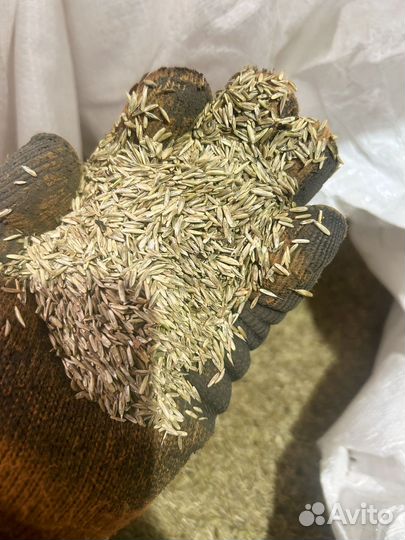 Семена райграс однолетний