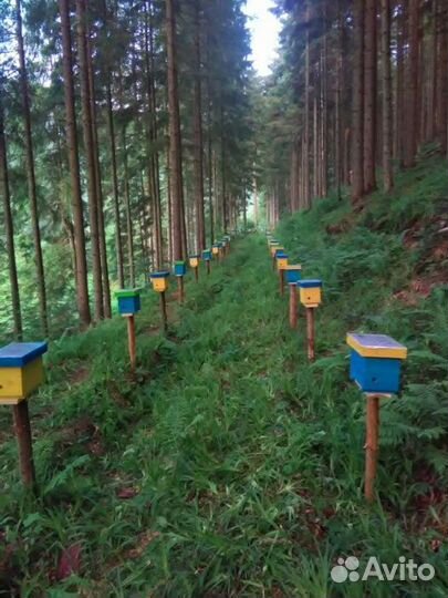 Бакфаст Карника Кордован пчеломатки F1