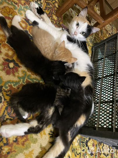 Котята в добрые руки бесплатно