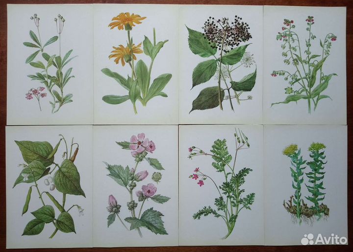 Открытки растения травы