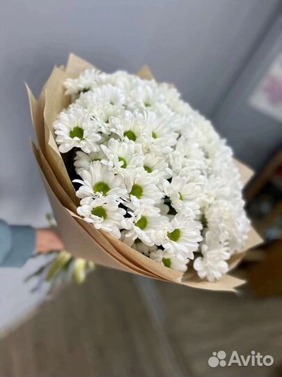 Хризантема Ромашка